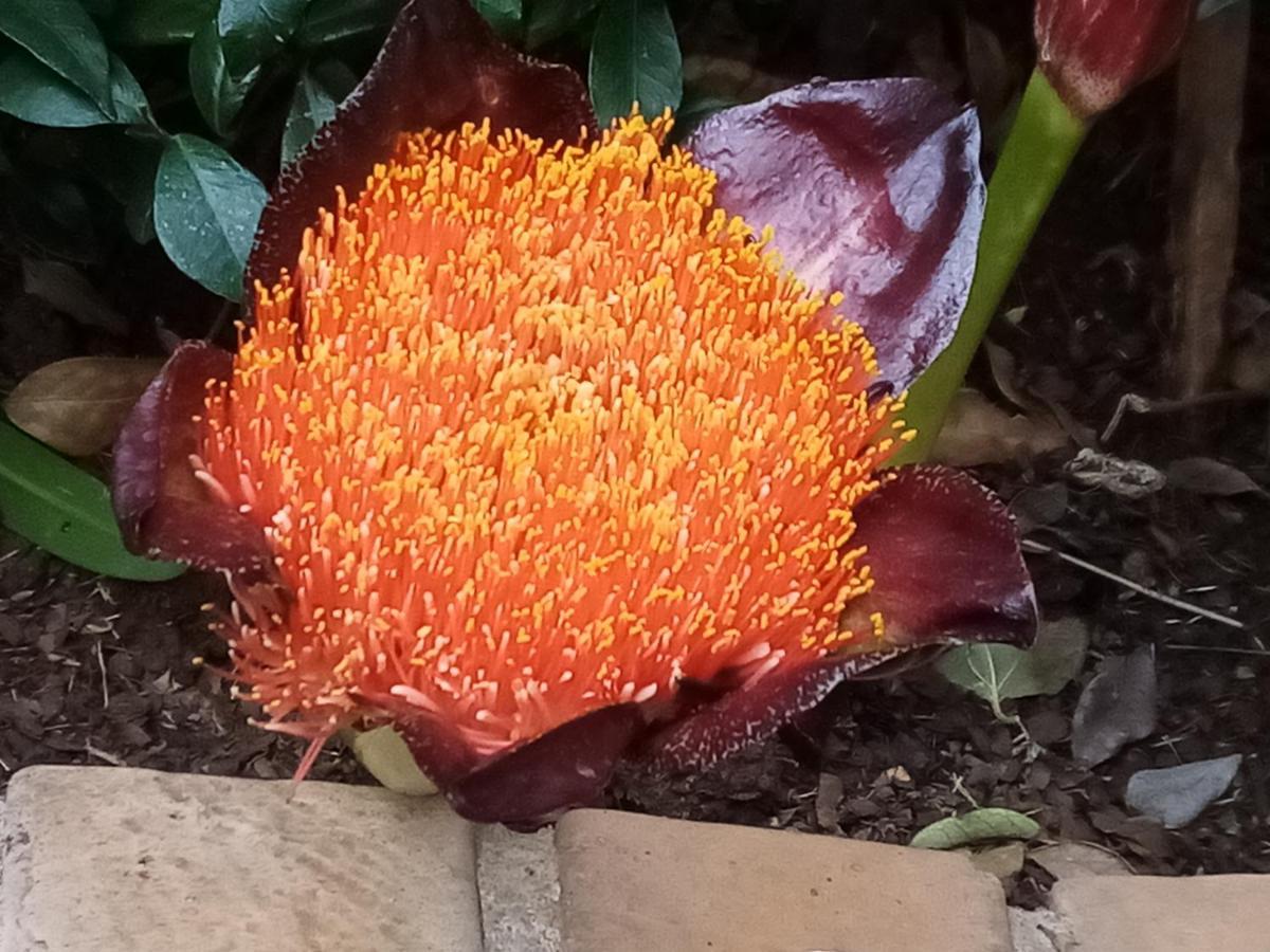 Dove'S Nest Guest House Kempton Park Buitenkant foto